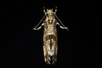Morophaga choragella