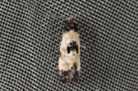 Neocochylis dubitana