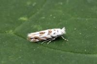 Phyllonorycter sagitella