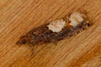 Epinotia trigonella