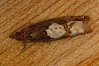 Epinotia trigonella