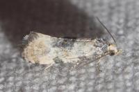 Brevicornutia pallidana