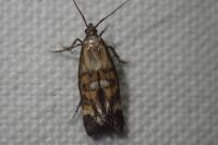 Epermenia pontificella