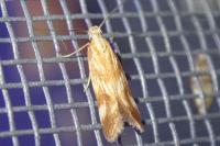 Mirificarma eburnella