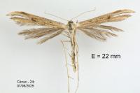 Emmelina monodactyla