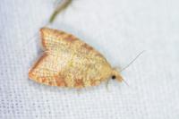 Aleimma loeflingiana