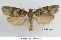 Cnephasia stephensiana