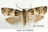 Gypsonoma aceriana
