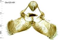 Gypsonoma aceriana