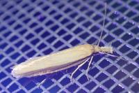 Pleurota proteella