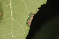 Parornix devoniella