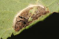 Parornix devoniella
