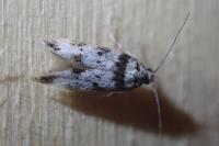 Pseudotelphusa scalella