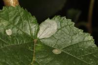 Phyllonorycter coryli