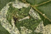 Phyllonorycter coryli