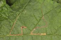 Stigmella floslactella/microtheriella