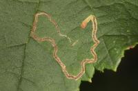 Stigmella floslactella/microtheriella