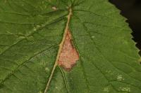 Phyllonorycter lantanella