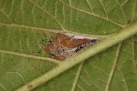 Phyllonorycter lantanella