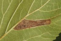Phyllonorycter lantanella