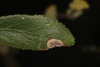 Stigmella plagicolella