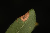 Stigmella plagicolella