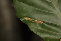 Phyllonorycter maestingella