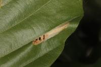 Phyllonorycter maestingella