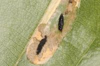 Phyllonorycter maestingella