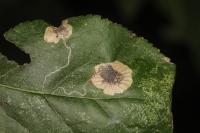 Stigmella plagicolella