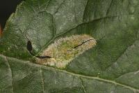 Phyllonorycter messaniella