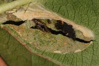 Phyllonorycter messaniella