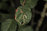 Lyonetia clerkella