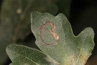 Stigmella aceris