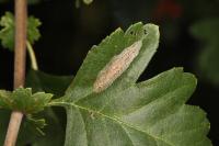 Phyllonorycter corylifoliella