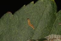 Phyllonorycter corylifoliella