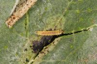 Phyllonorycter corylifoliella