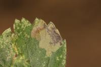 Stigmella hybnerella
