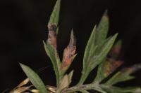 Leucospilapteryx omissella