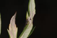 Leucospilapteryx omissella