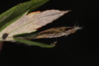 Leucospilapteryx omissella