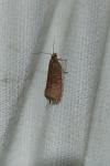Celypha rosaceana/rufana