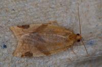 Paramesia gnomana