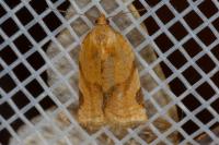 Paramesia gnomana