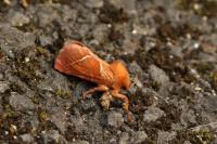 Triodia sylvina