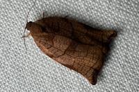 Archips podana