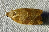 Pandemis cinnamomeana