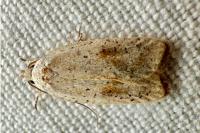 Agonopterix assimilella