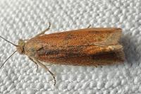 Bactra