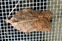 Acleris emargana